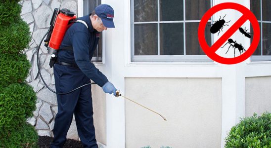 Yapraklı Fare İlaçlama böcek ilaçlama ve haşere kontrolü — ilaclama-tr.com
